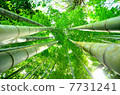 Bamboo grove of the Republic Temple 7731241