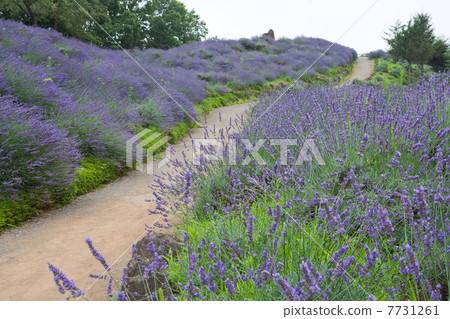 lavender 7731261