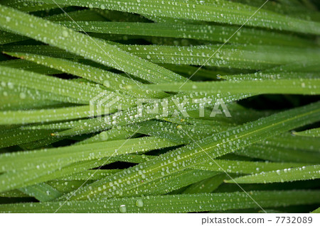 葉上的水滴 7732089