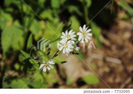 Silobana nicana 7732095