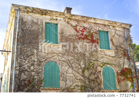 Ivy on the building wal Ivy on the building wal 7732741