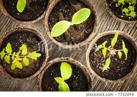 Seedlings growing in peat moss pots 7732849