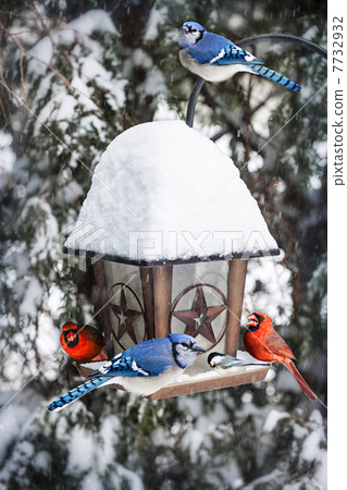 Birds on bird feeder in winter Birds on bird feeder in winter 7732932