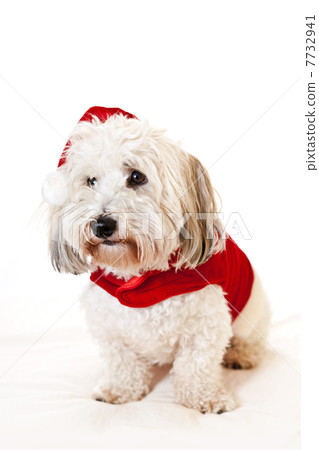 Cute dog in santa outfit Cute dog in santa outfit 7732941