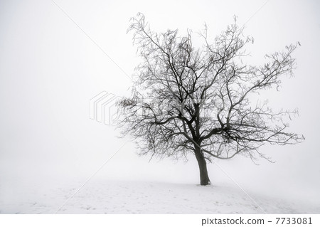 Winter tree in fog 7733081