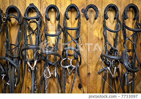 Horse bridles hanging in stable Horse bridles hanging in stable 7733097