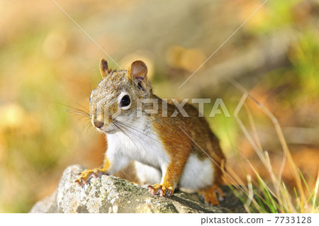 Cute red squirrel closeup 7733128