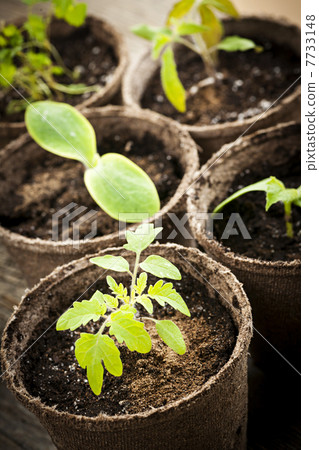 Seedlings growing in peat moss pots Seedlings growing in peat moss pots 7733148
