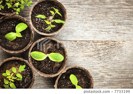 Seedlings growing in peat moss pots 7733199