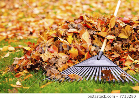 Fall leaves with rake 7733290