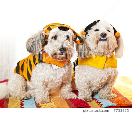 Cute dogs in costumes 7733325