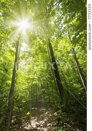 Sunny forest path 7733329
