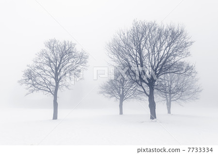 Winter trees in fog 7733334