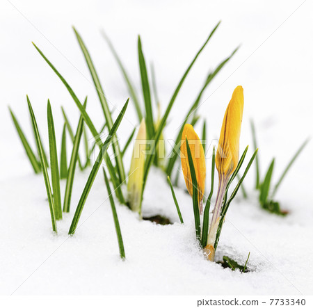 Crocuses in snow 7733340