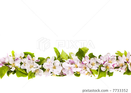 Pink apple blossoms border Pink apple blossoms border 7733352
