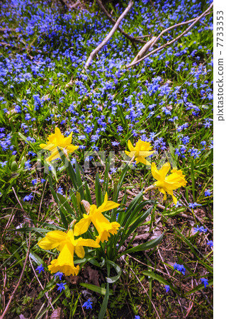 Spring wildflowers Spring wildflowers 7733353