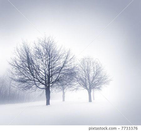 Winter trees in fog 7733376