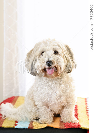 Cute dog portrait 7733403