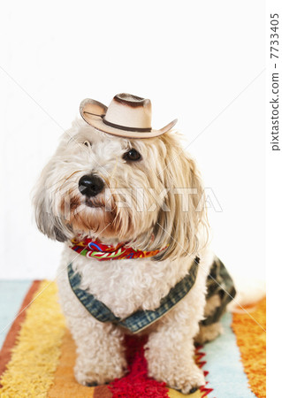 Cute dog in cowboy costume 7733405