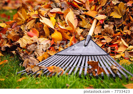 Fall leaves with rake 7733423