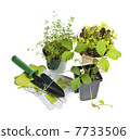 Gardening tools and plants 7733506