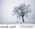 Winter tree in fog 7733507