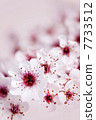 Cherry blossoms 7733512