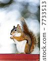 Tree squirrel eating peanut on red railing 7733513
