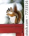 Tree squirrel eating peanut on red railing 7733516
