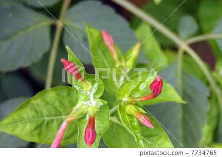 Oshiribana bud Oshiribana bud 7734765