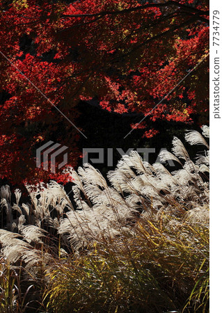 The image of autumn and autumn leaves The image of autumn and autumn leaves 7734779