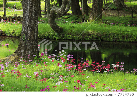 Oku-Nikko · Clinchow group fabric of Tochigi prefecture 7734790