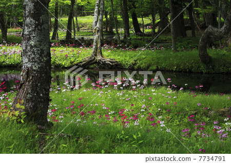 Oku-Nikko · Clinchow group fabric of Tochigi prefecture Oku-Nikko · Clinchow group fabric of Tochigi prefecture 7734791