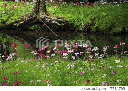 Oku-Nikko · Clinchow group fabric of Tochigi prefecture 7734793