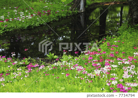 Oku-Nikko · Clinchow group fabric of Tochigi prefecture 7734794