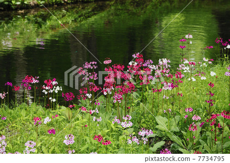 Oku-Nikko · Clinchow group fabric of Tochigi prefecture 7734795