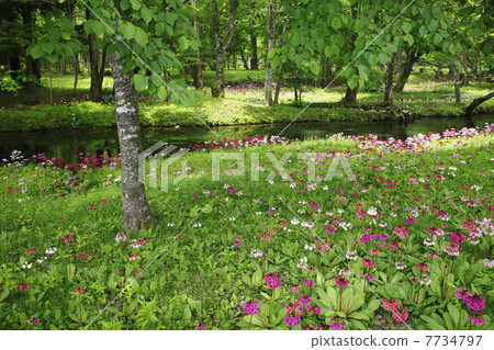 Oku-Nikko · Clinchow group fabric of Tochigi prefecture 7734797