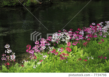 Oku-Nikko · Clinchow group fabric of Tochigi prefecture 7734798