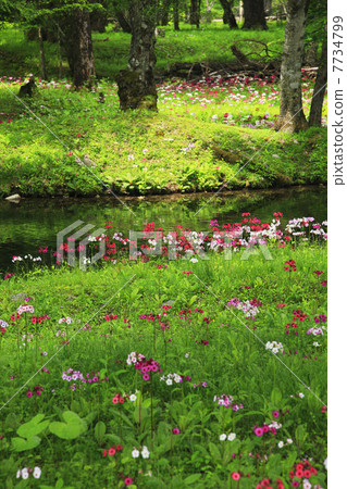 Oku-Nikko · Clinchow group fabric of Tochigi prefecture Oku-Nikko · Clinchow group fabric of Tochigi prefecture 7734799