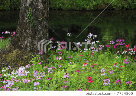 Oku-Nikko · Clinchow group fabric of Tochigi prefecture Oku-Nikko · Clinchow group fabric of Tochigi prefecture 7734800