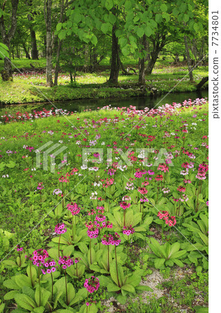 Oku-Nikko · Clinchow group fabric of Tochigi prefecture Oku-Nikko · Clinchow group fabric of Tochigi prefecture 7734801