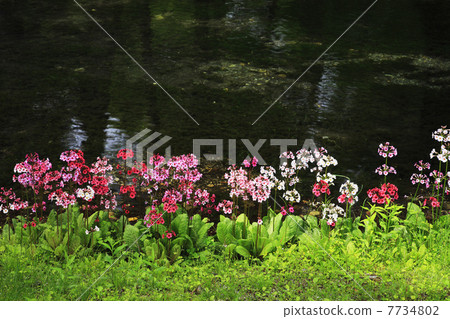 Oku-Nikko · Clinchow group fabric of Tochigi prefecture Oku-Nikko · Clinchow group fabric of Tochigi prefecture 7734802