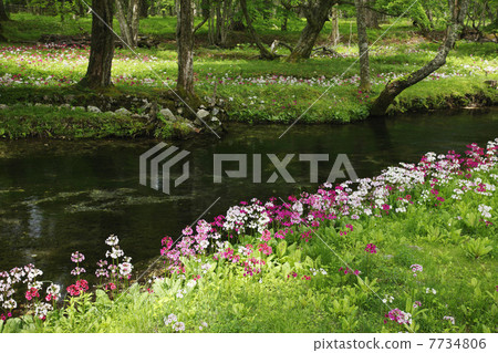 Oku-Nikko · Clinchow group fabric of Tochigi prefecture 7734806