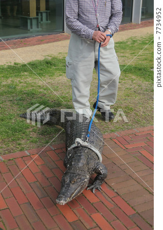 Crocodile walking (at Kure City Maritime History Museum) Crocodile walking (at Kure City Maritime History Museum) 7734952