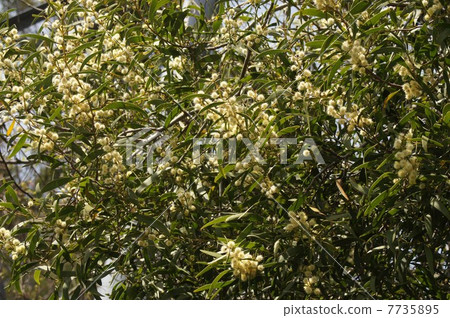 Eucalyptus flowers Eucalyptus flowers 7735895