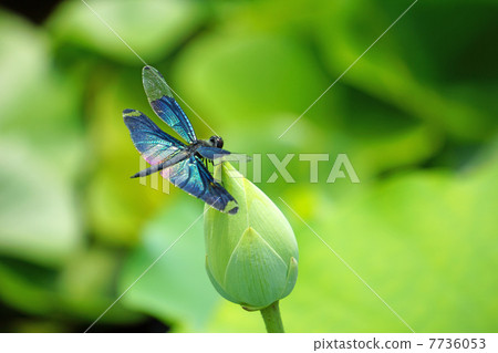 Butterfly dragonfly 7736053
