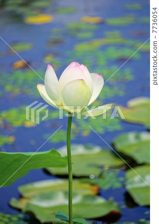 Lotus 7736054