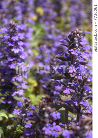 Ajga · reptans 7736061