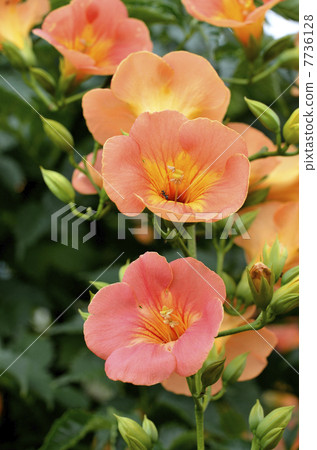 Nausua Kazura (Ling Flower) 7736128