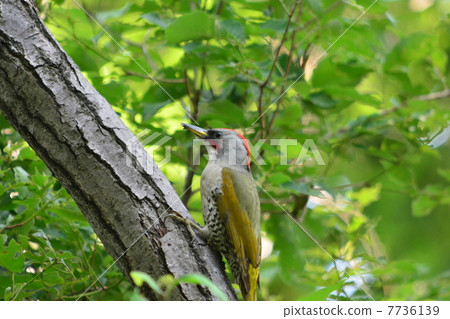 Aogera Aogera 7736139